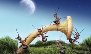 昆虫记蚂蚁的外形和生活特征 蚂蚁的生活方式